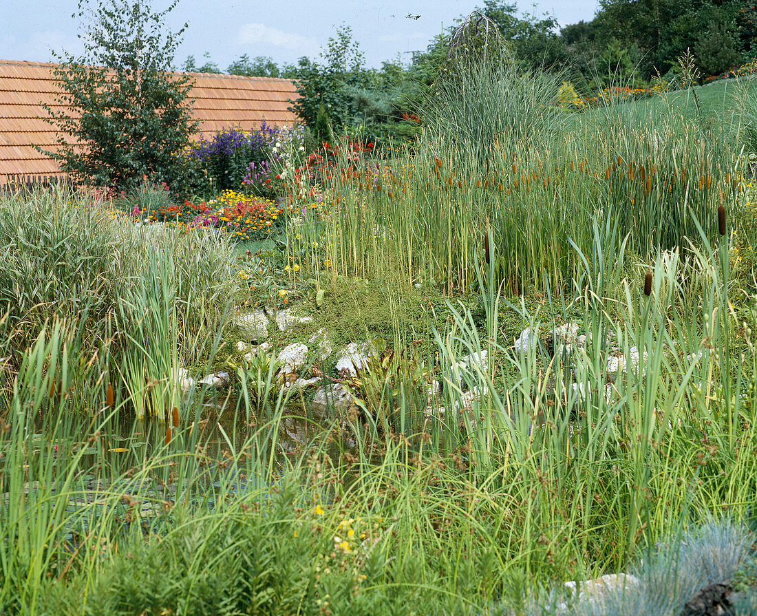 Typha angustifolia and Typha minima