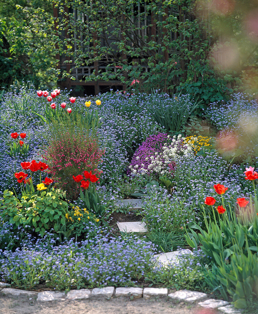 Spring border with myosotis, tulipa, forget-me-not and scented bells
