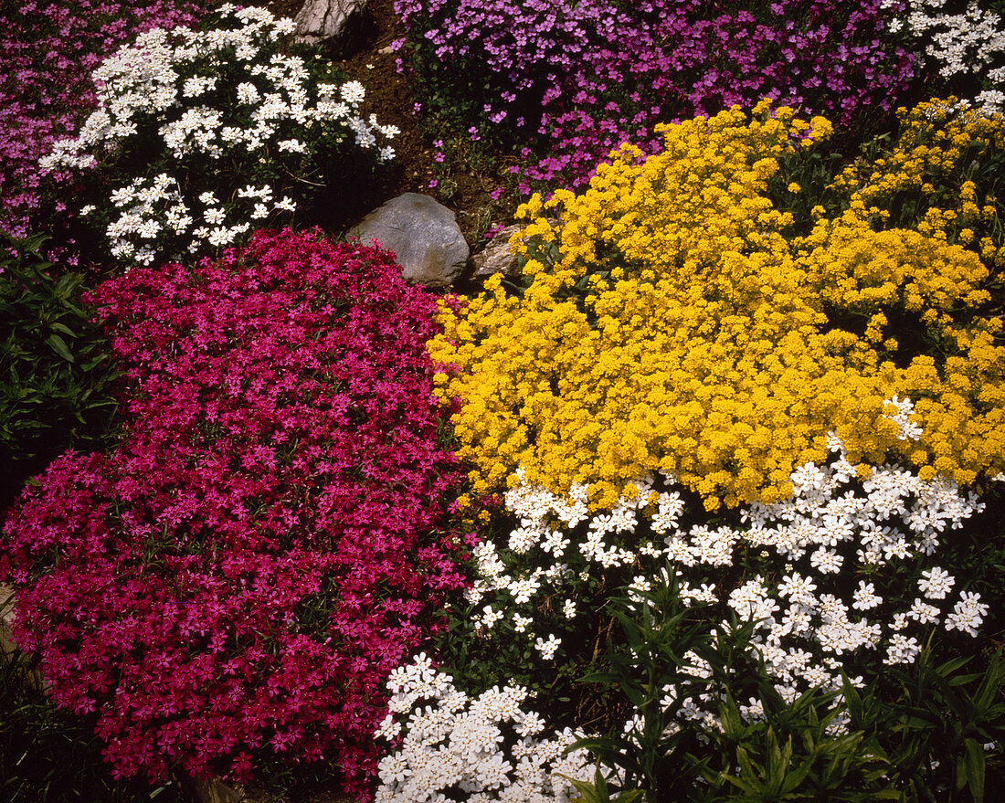 Alyssum saxatile, Iberis saxatilis