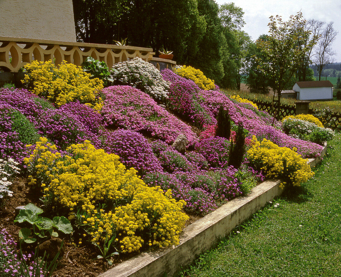 Phlox subulata, Alyssum saxatilis im Steingarten