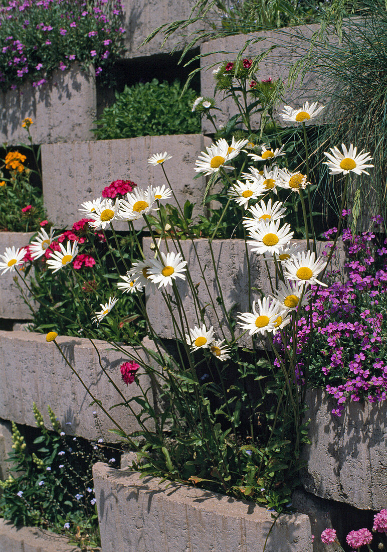 Chrysanthemum leucanthemum (daisy)