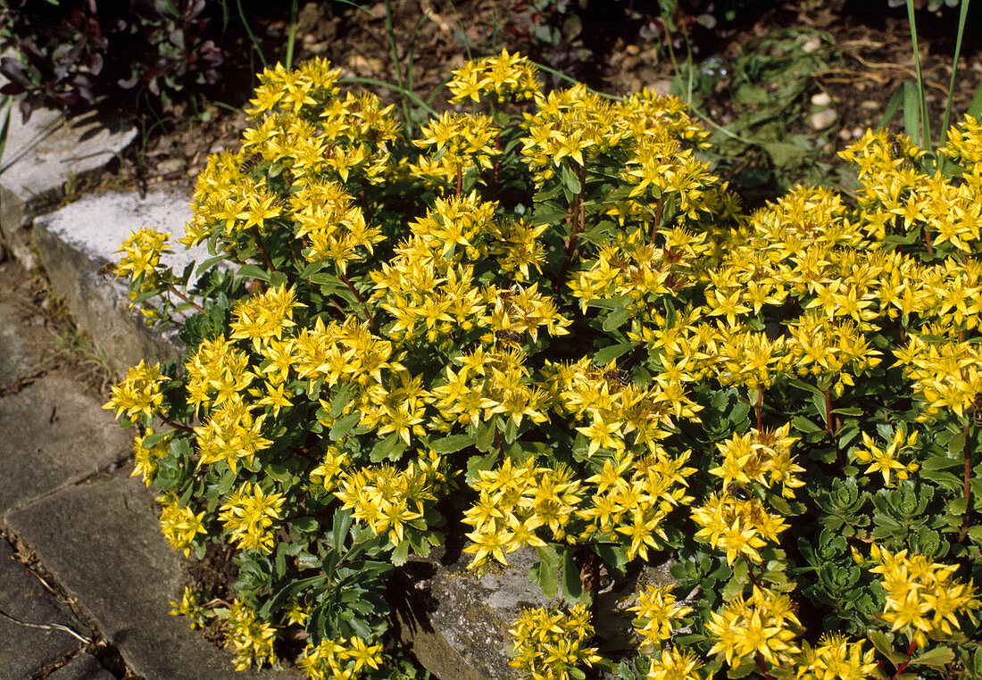 Sedum floriferum 'Weihenstephaner Gold'