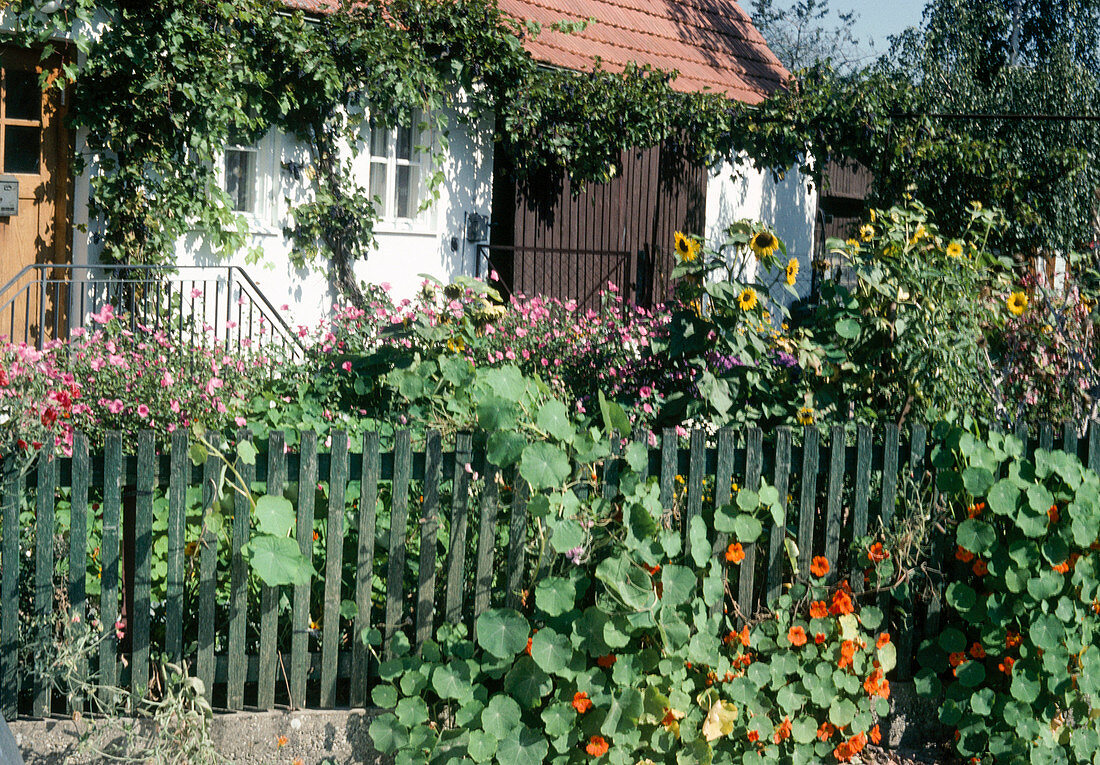 Tropaeolum majus