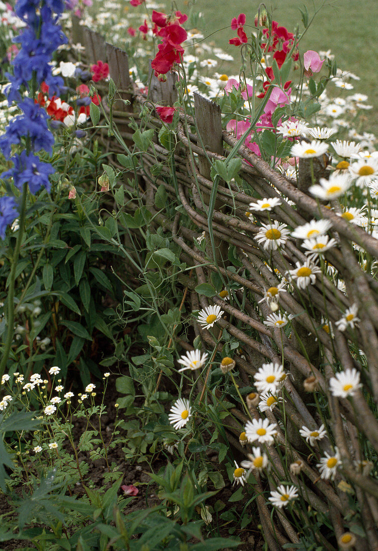 Weidenzaun mit Margeriten und Wicken