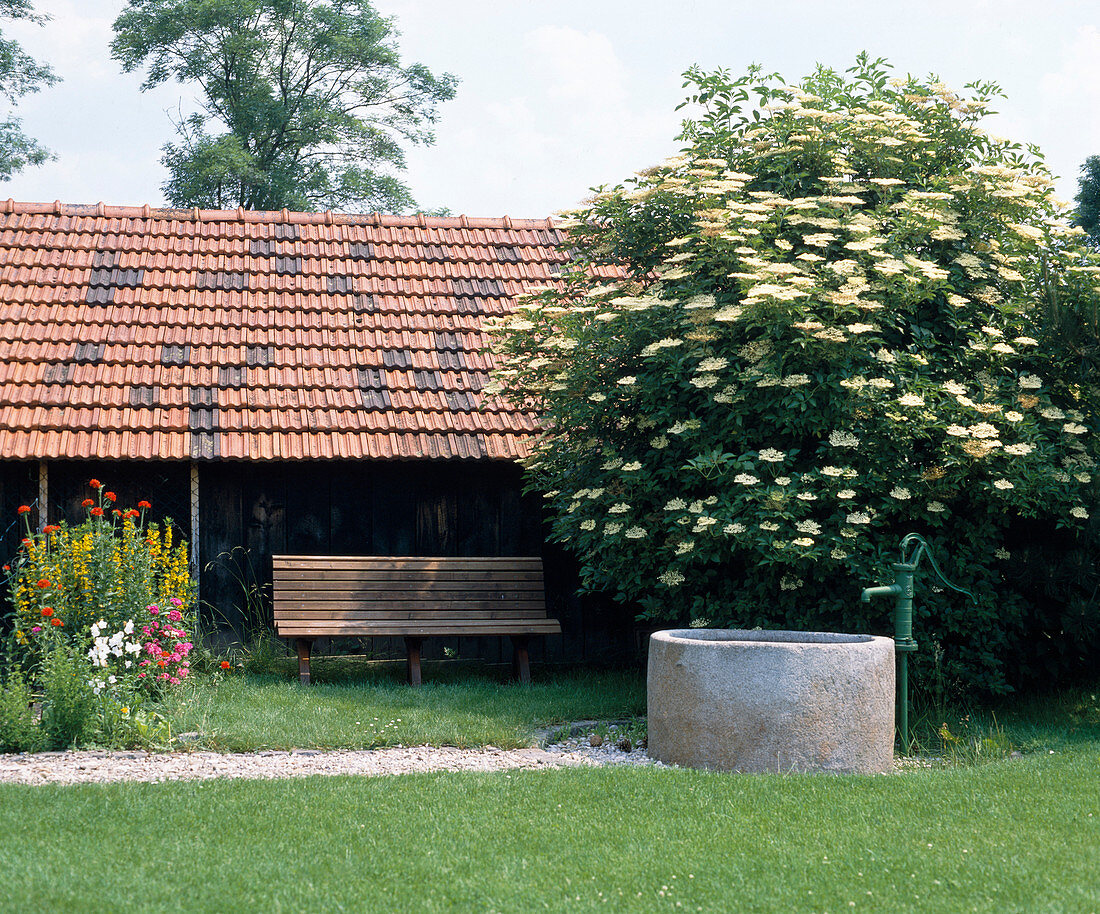 Bench under elder