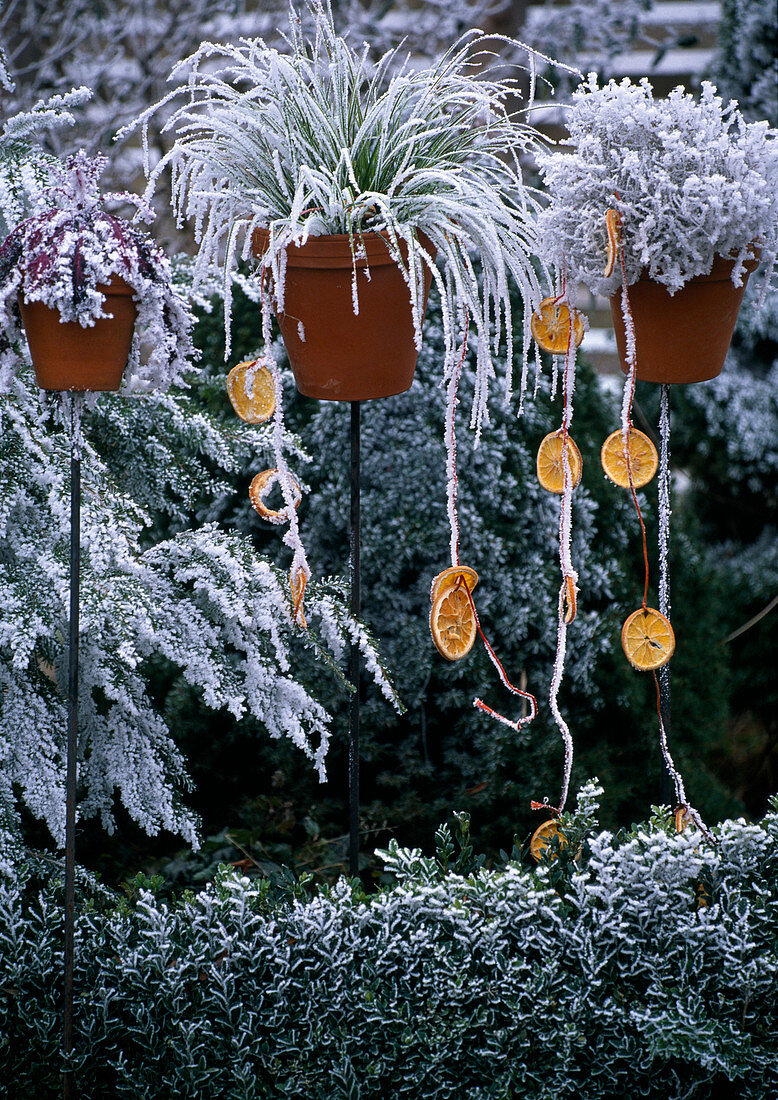 Tontöpfe mit Carex (Segge), Orangenscheiben und Rauhreif