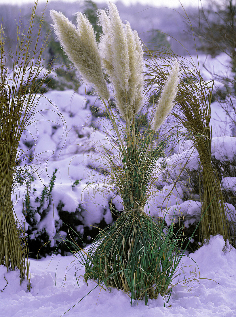 Tying Cortaderia (pampas grass) together in winter