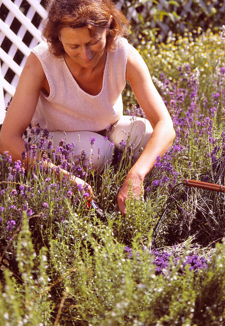 Lavendel während der Blüte schneiden