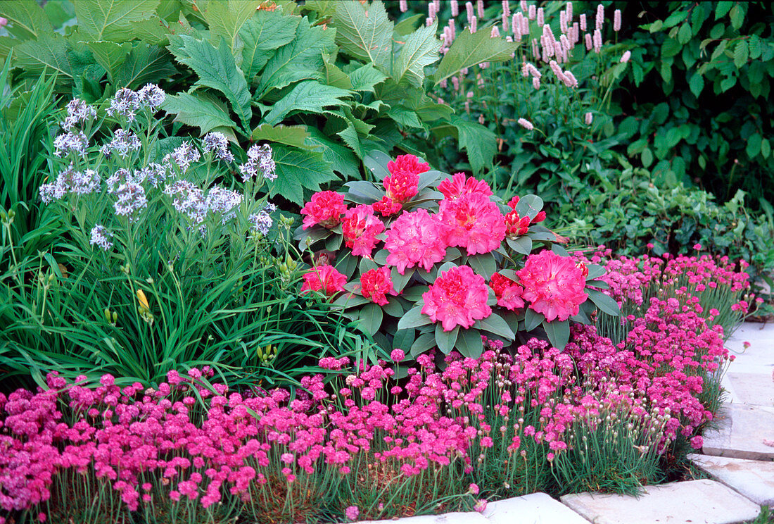 Armeria 'Düsseldorfer Stolz' (grass carnations)