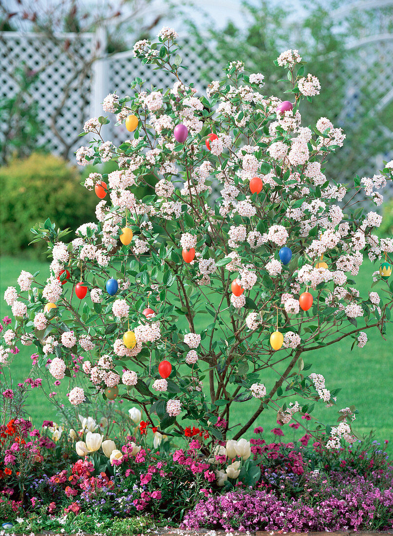 Viburnum burkwoodii 'Mohawk' (Easter snowball)