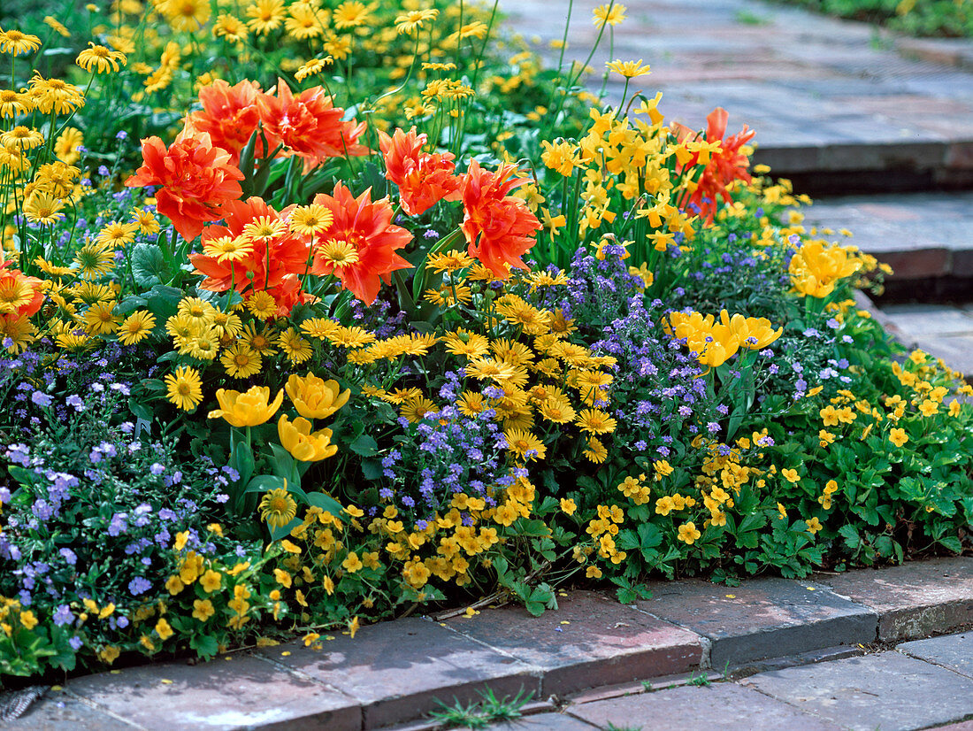 Tulipa (tulip), Doronicum (flower root)