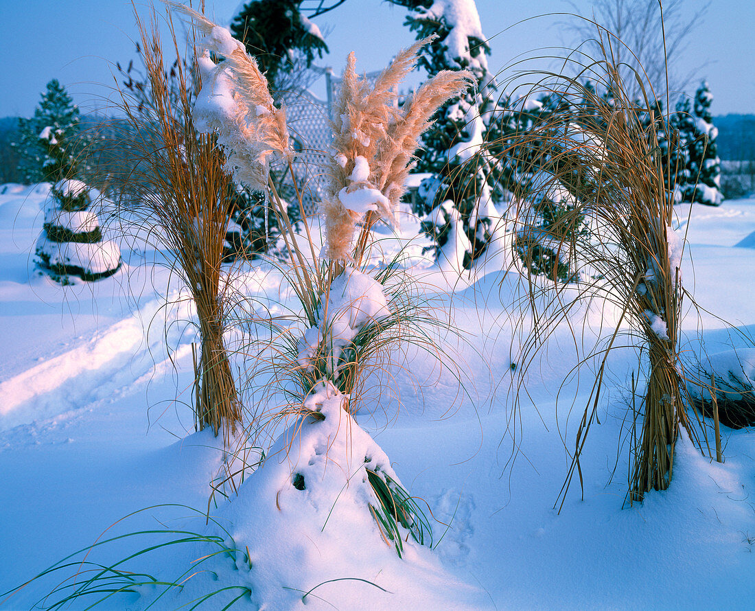 Cortaderia (Pampas grass) and Miscanthus (Chinese reed)