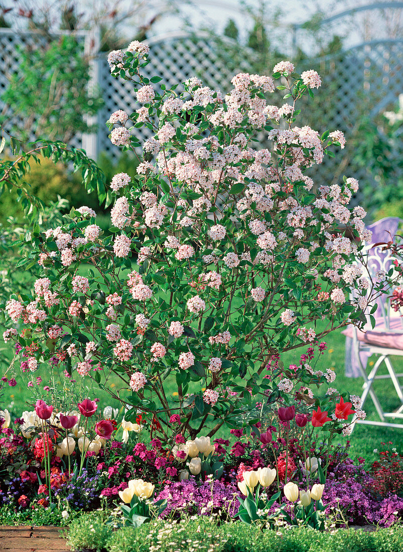 Viburnum burkwoodii 'Mohawk' (Easter snowball)