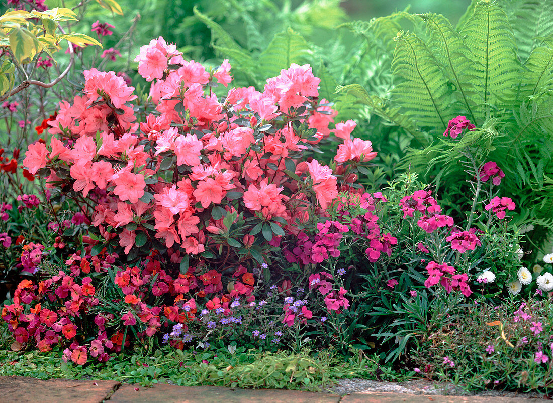 Rhododendron obtusum 'Blauws Pink' (Japanese Azalea)