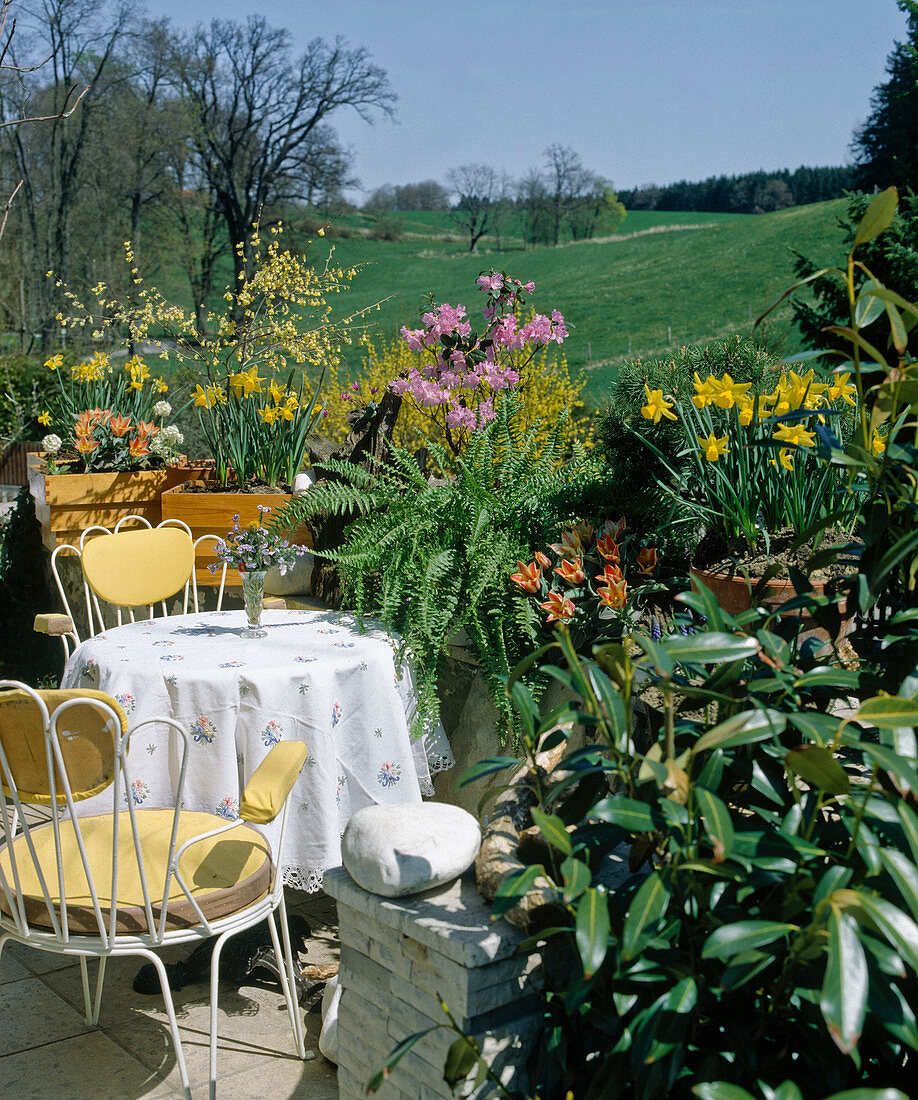 Spring terrace with tulips, daffodils