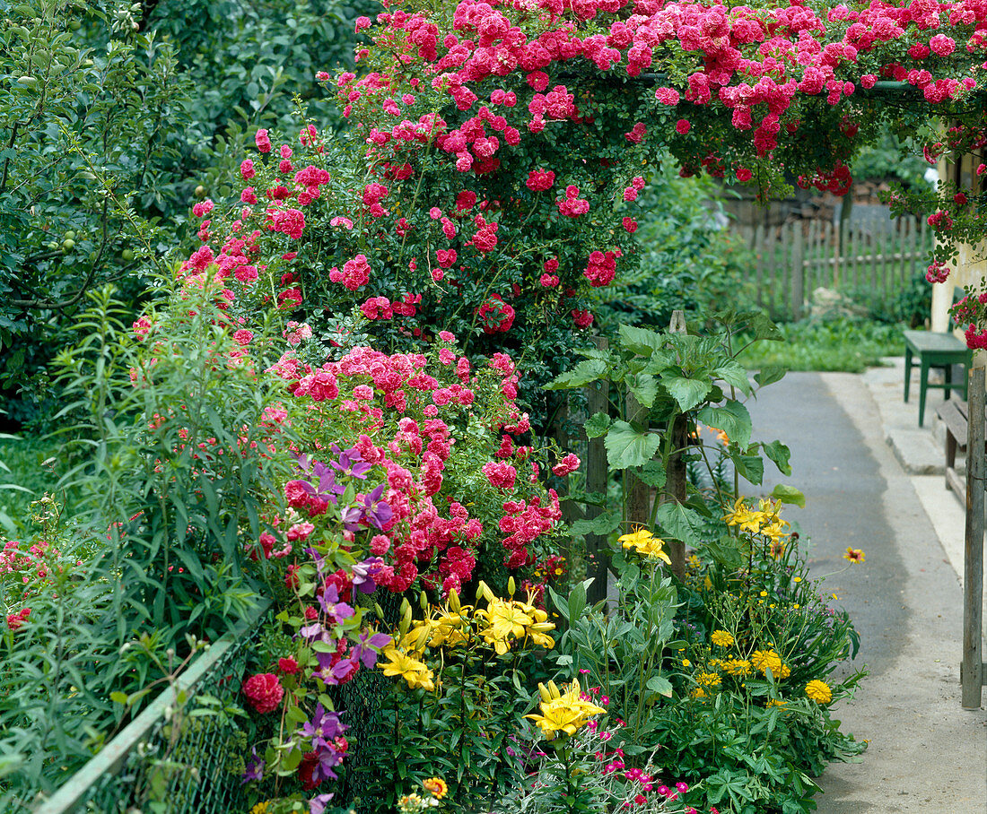 Climbing rose