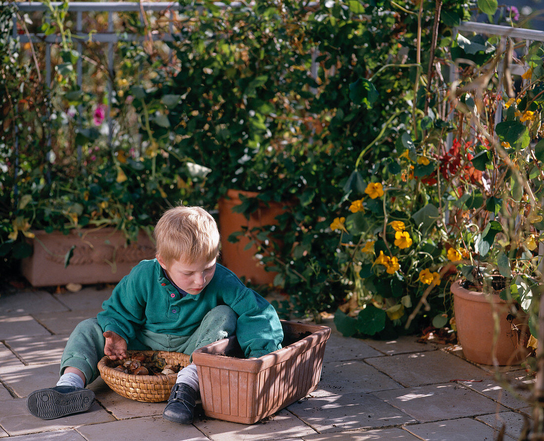 A boy plants tulip bulbs for the garden