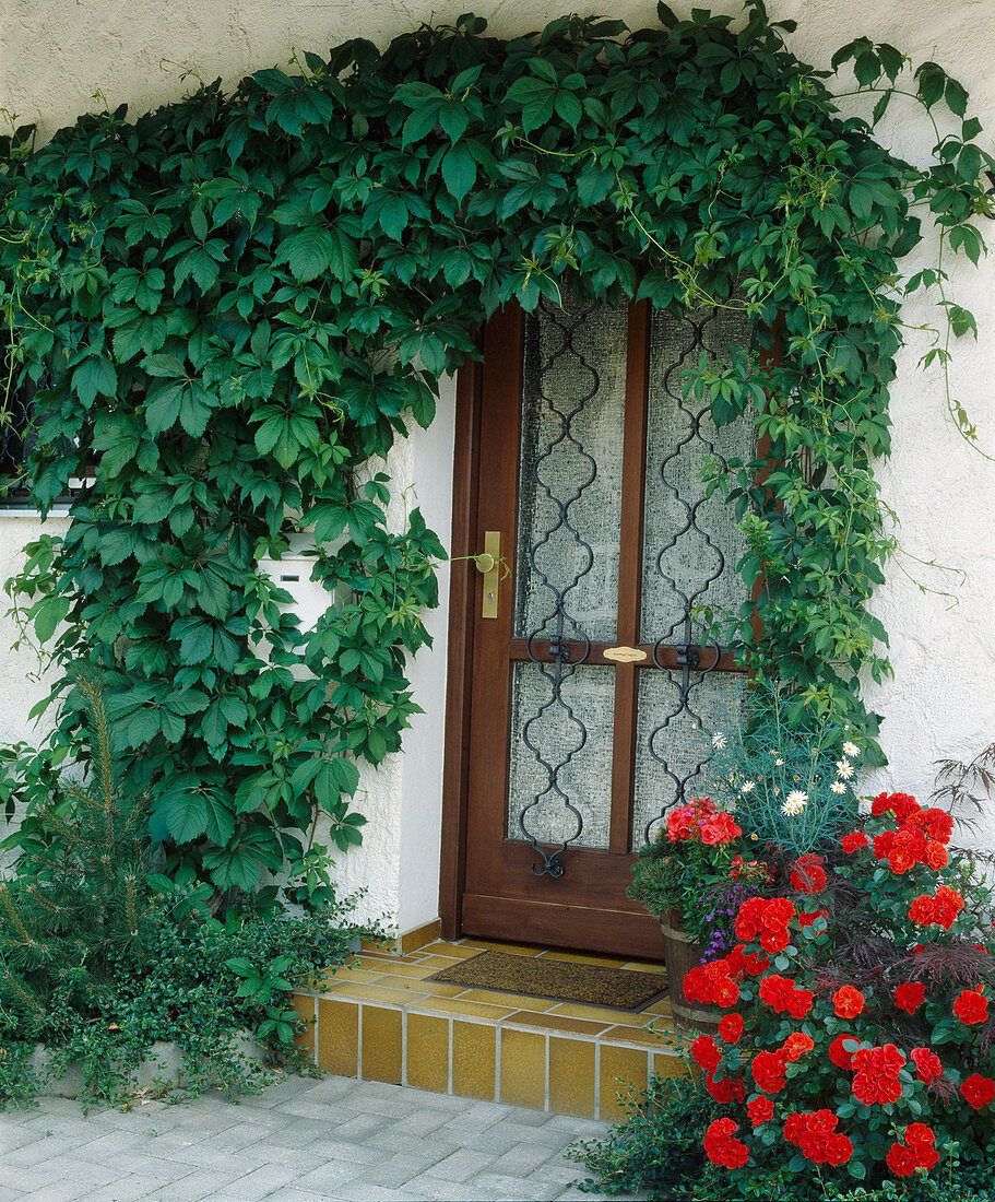 House entrance with: Parthenocissus quinquefolia