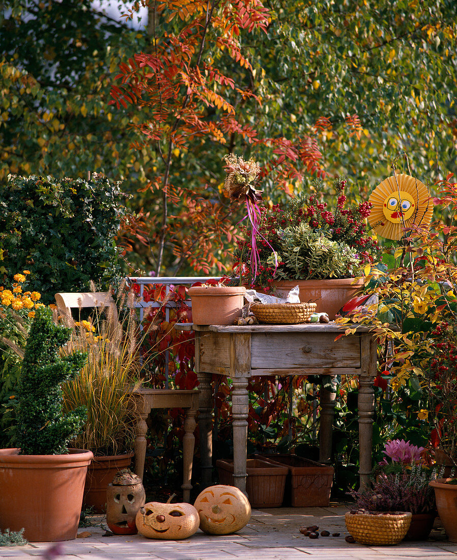 Herbstbalkon: Buxus (Buchs) Formschnitt in Tierform