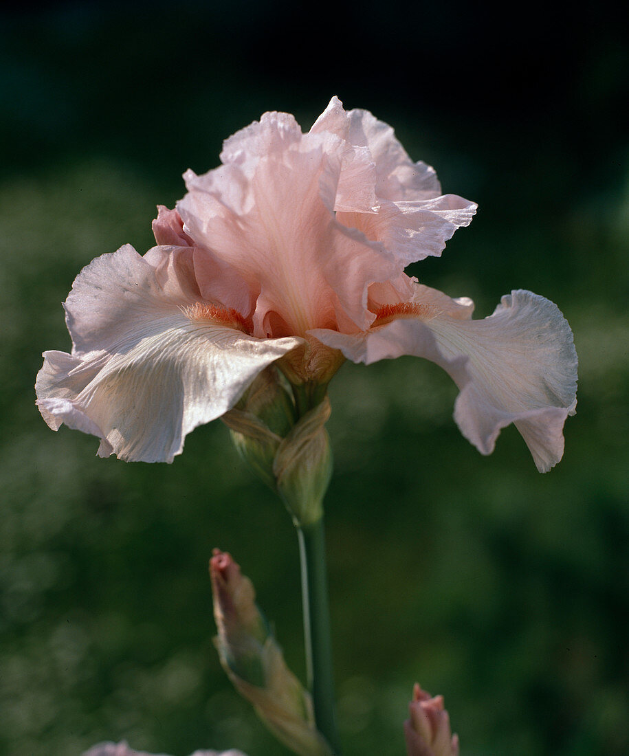 Iris Barbata Elatior