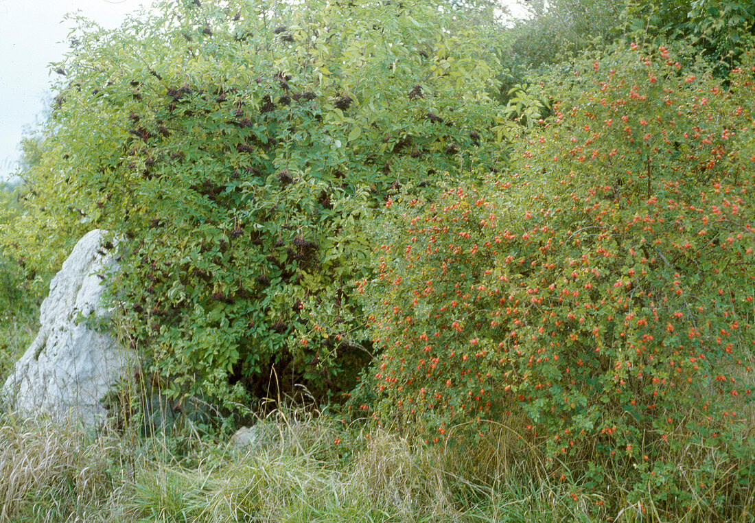 Wild garden with Sambucus Nigra (elder)