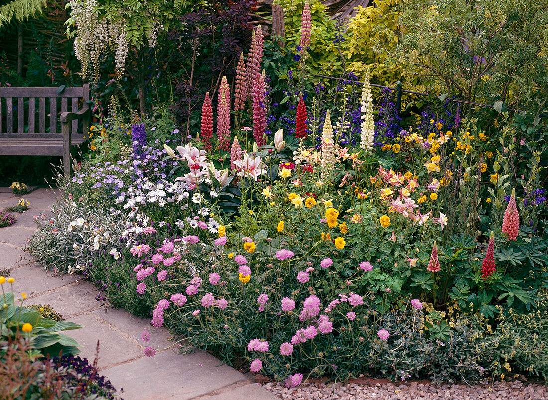 Bed: Lupines, Scabiosa, Lilies