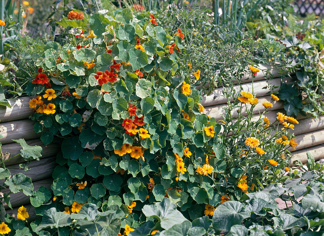 Tropaeolum on raised bed