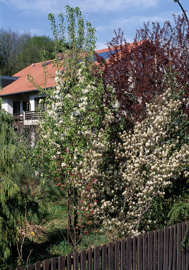 Pear tree and rock pear