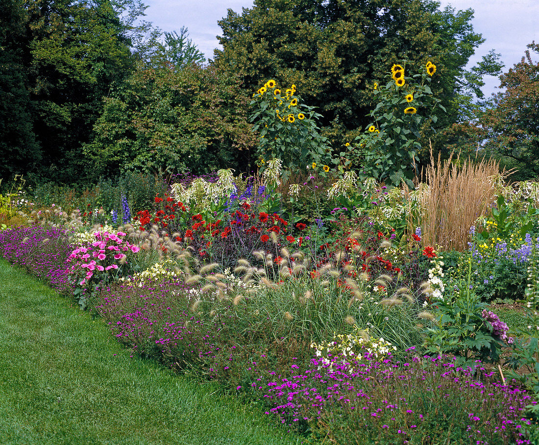 Nicotiana sylvestris, dahlias, helianthus, delphinium, lavatera