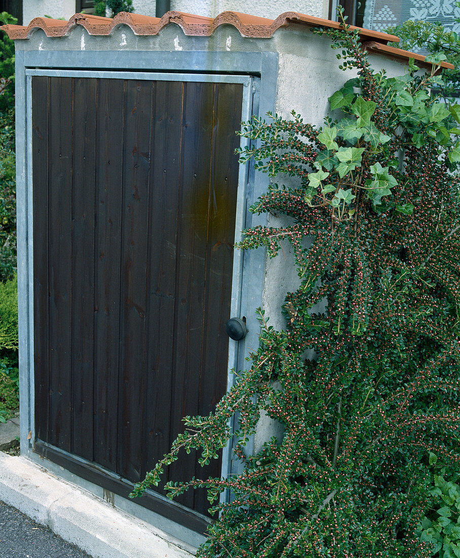 Dumpster with Cotoneaster