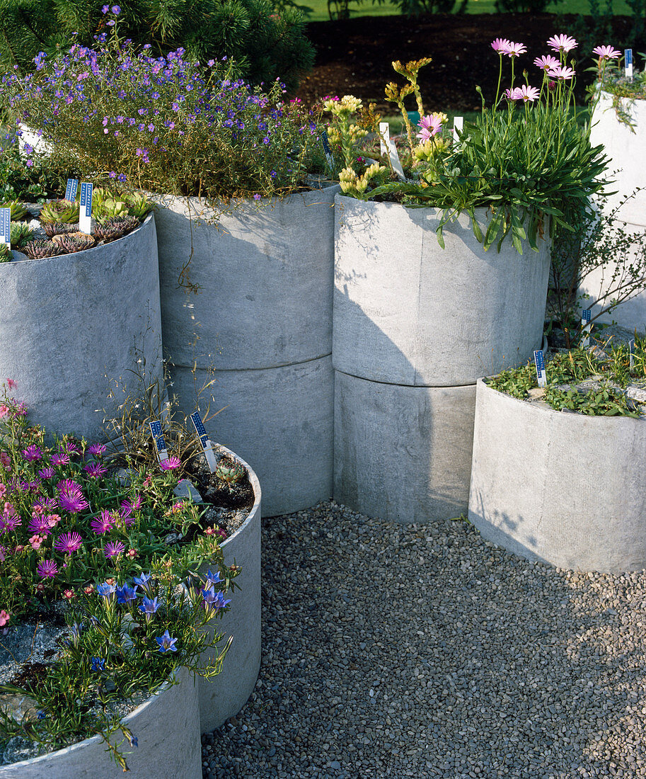 Betonringsystem mit alpinen und mediterranen Stauden