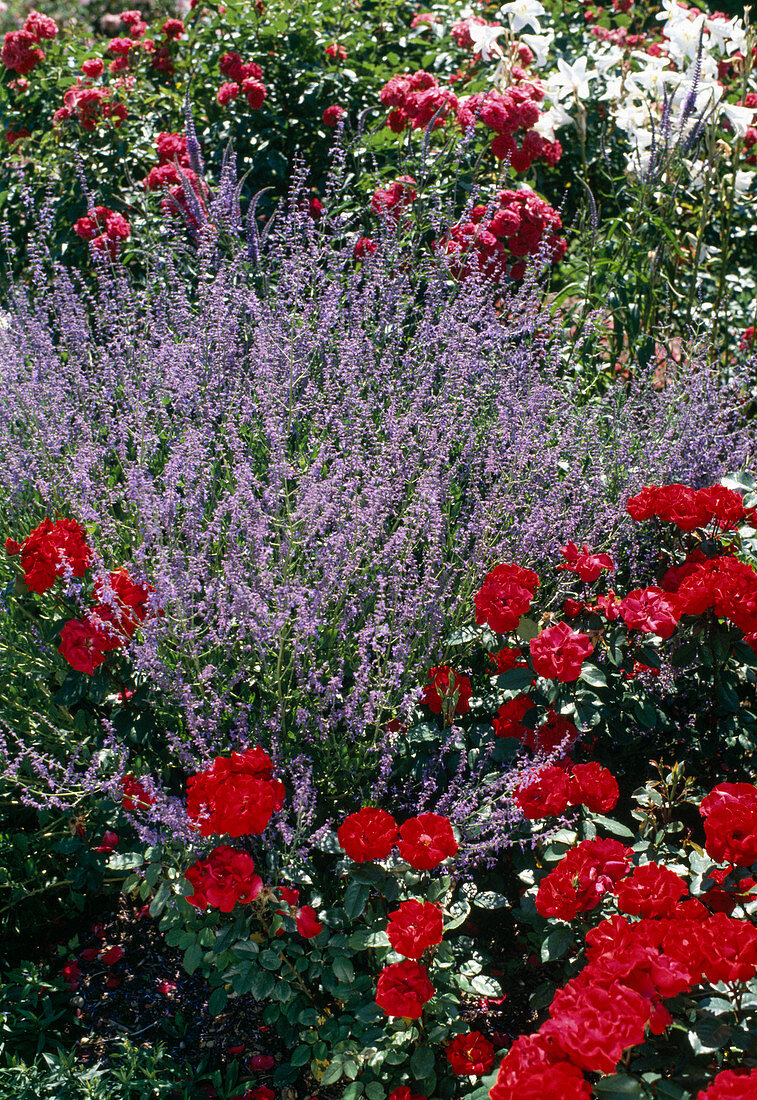 Perovskia Scrophularifolia U. Rote Rose