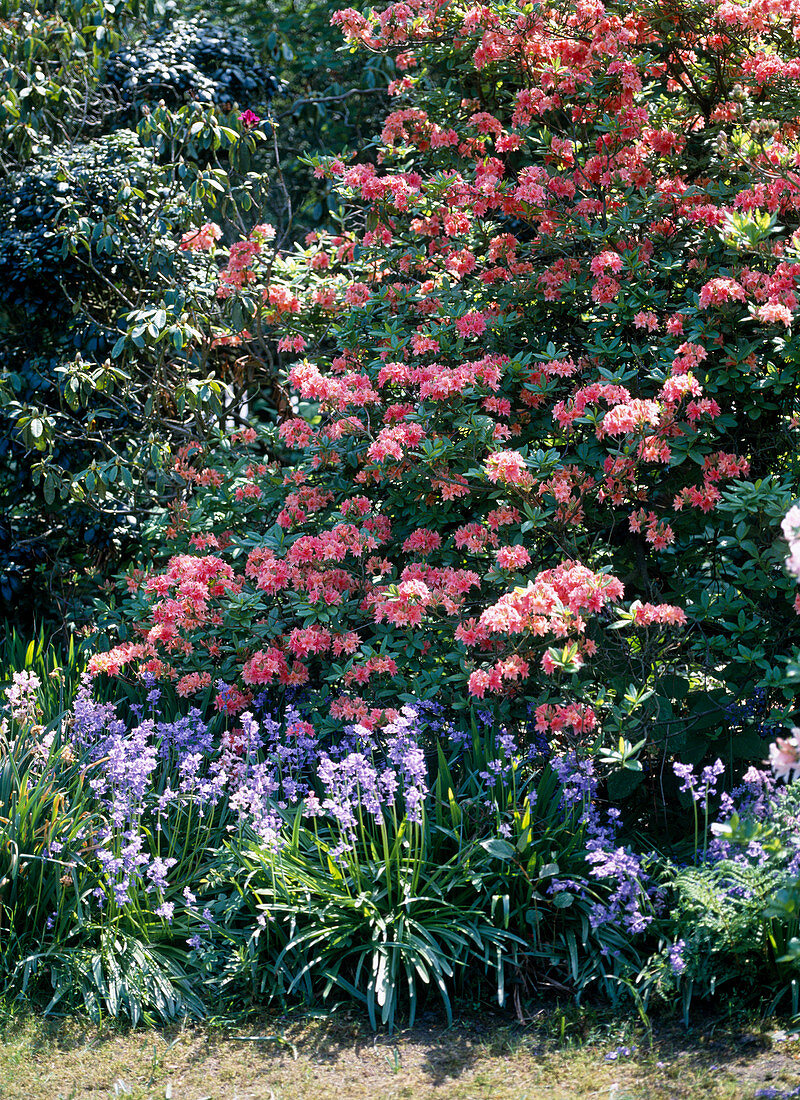 Azalea viscosum-hybrid 'Jolie Madame'