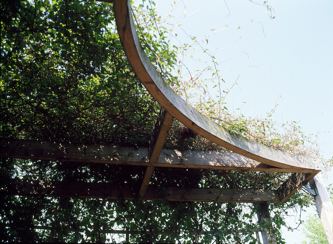 Semicircular pergola