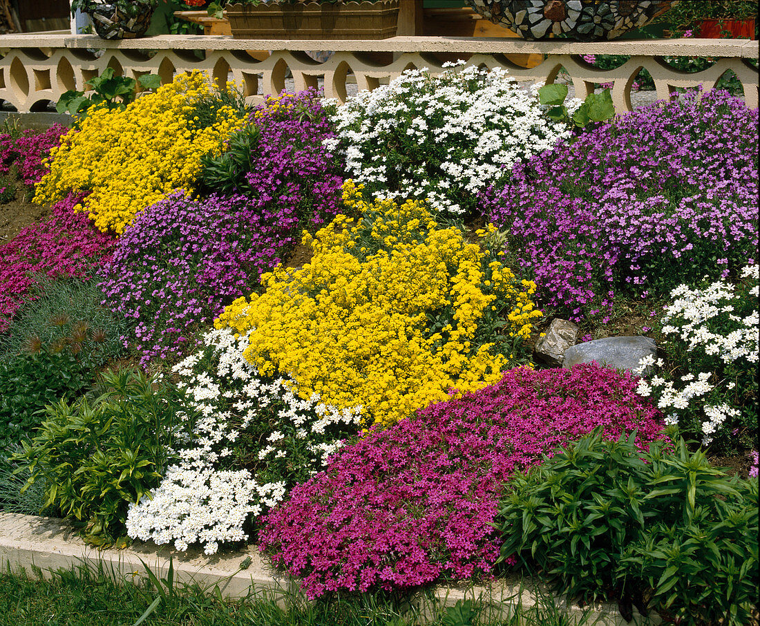 Alyssum, Iberis, Phlox, Aubrieta