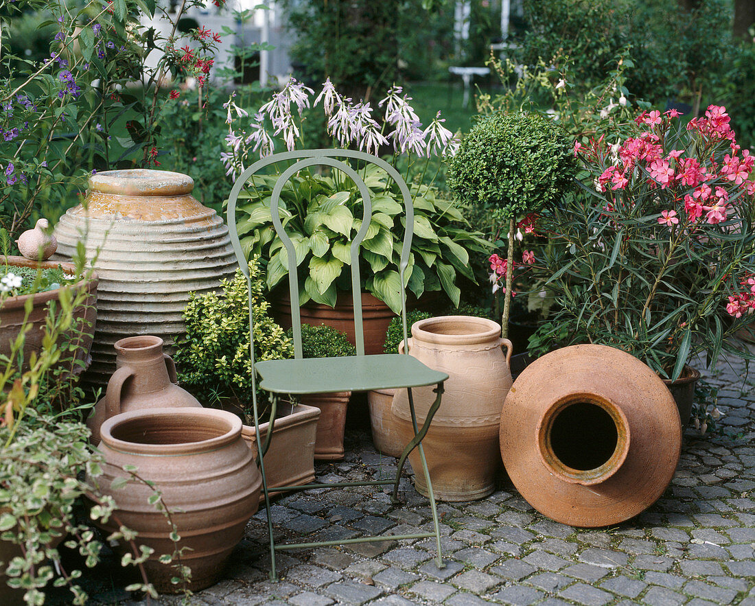Miscellaneous terracotta pots and hostas