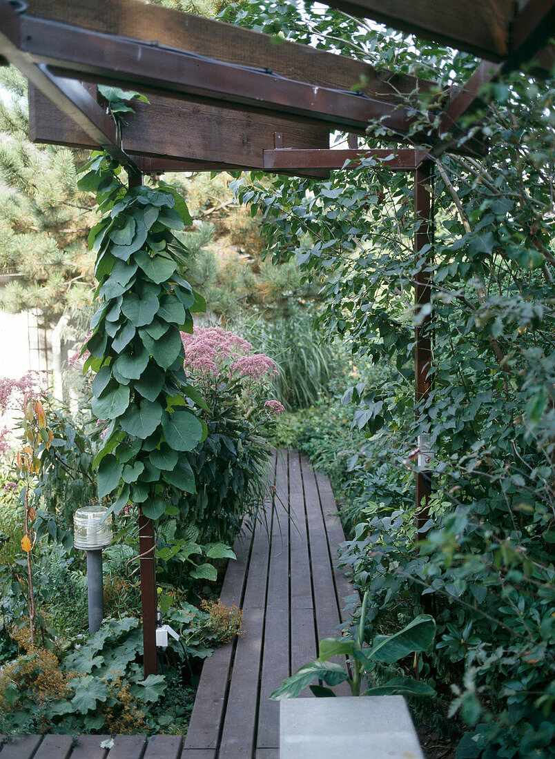 Wooden board walk, pergola with pipevine