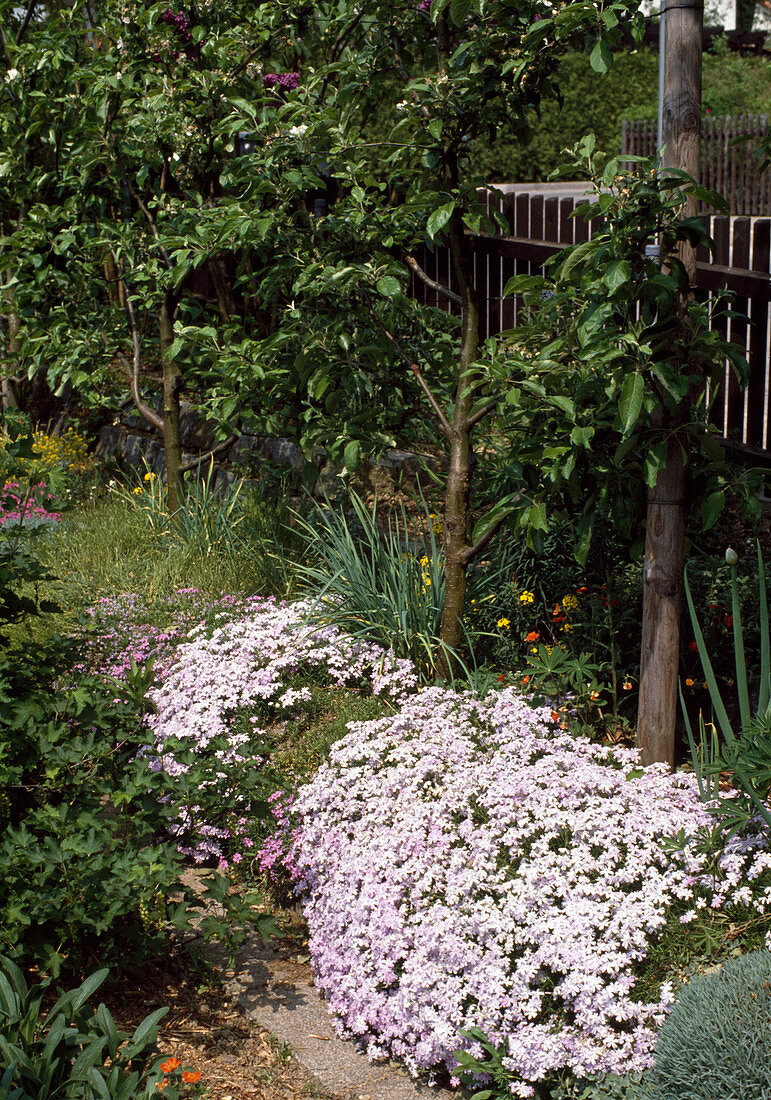 Phlox subulata (Teppichphlox) als Bodendecker