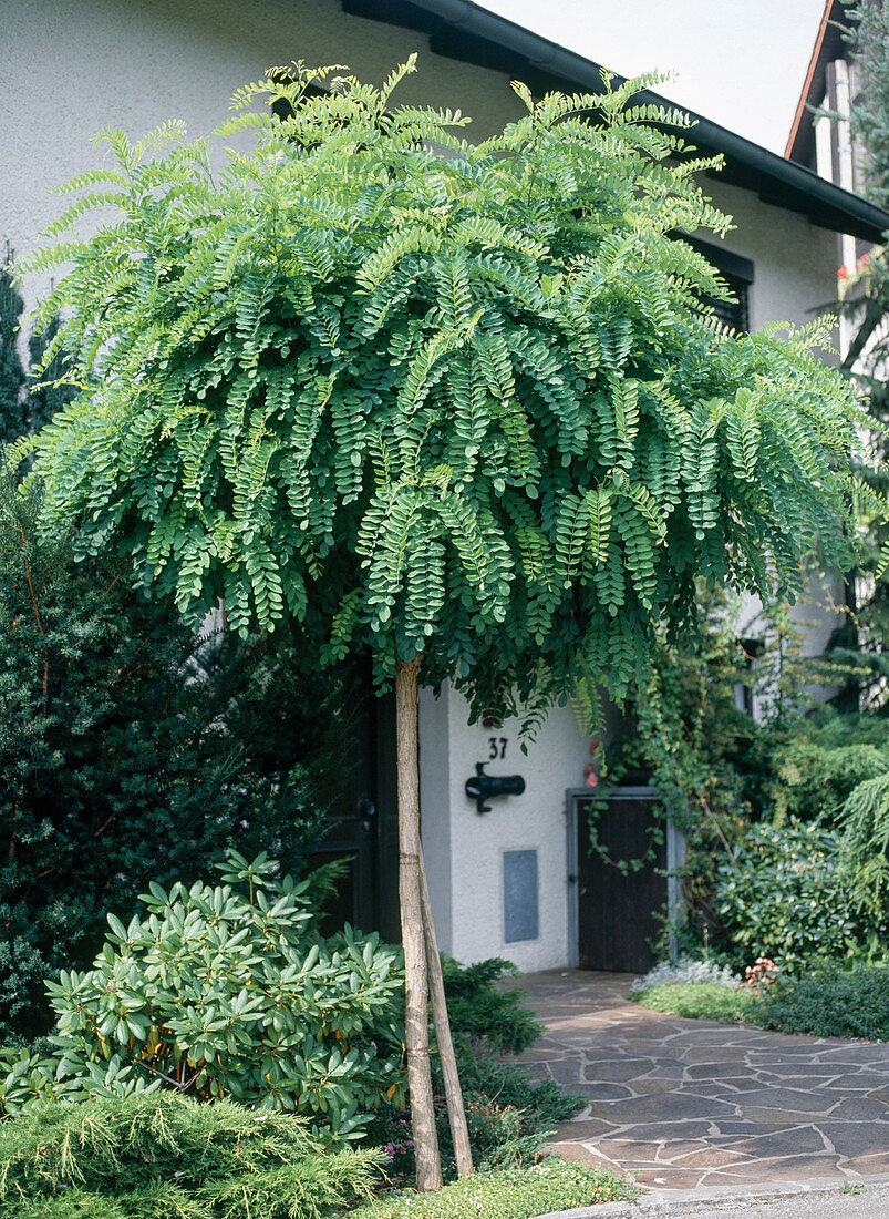 Robinia umbracullifera