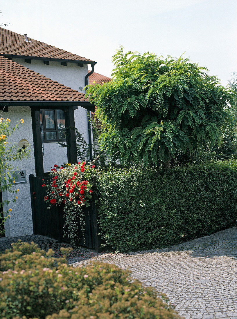 Robinia 'Umbraculifera' in a terraced front garden