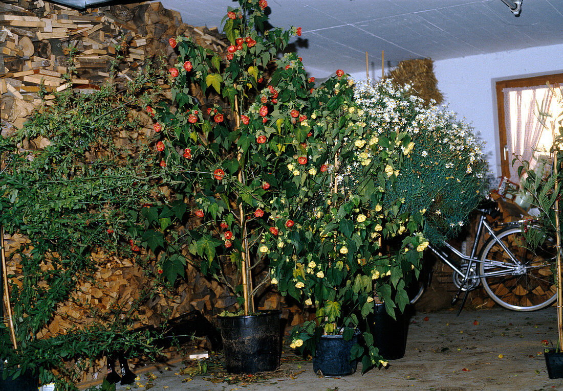 Acclimatising the pot plants in the garage