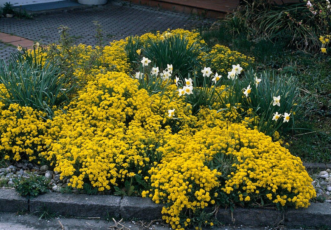 Alyssum saxatile als Bodendecker