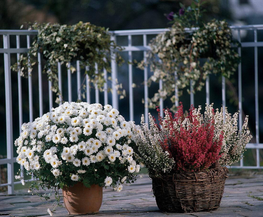 Chrysanthemum indicum, Erica