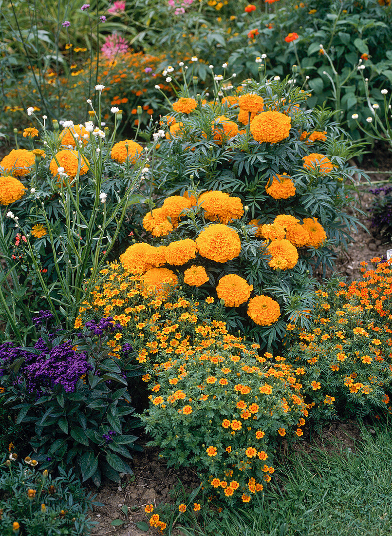 Tagetes tenuifolia, Tagetes erecta 'Orange Lady'