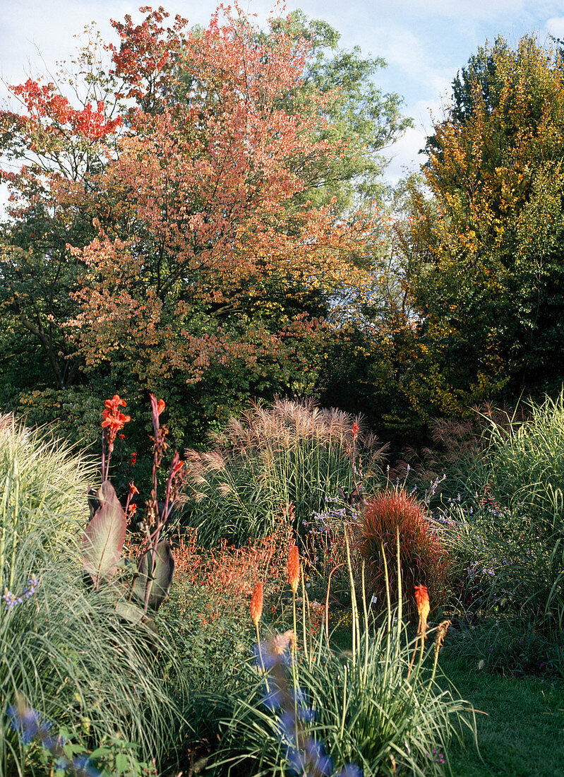 Acer rubrum, Miscanthus sinensis, Panicum virgatum