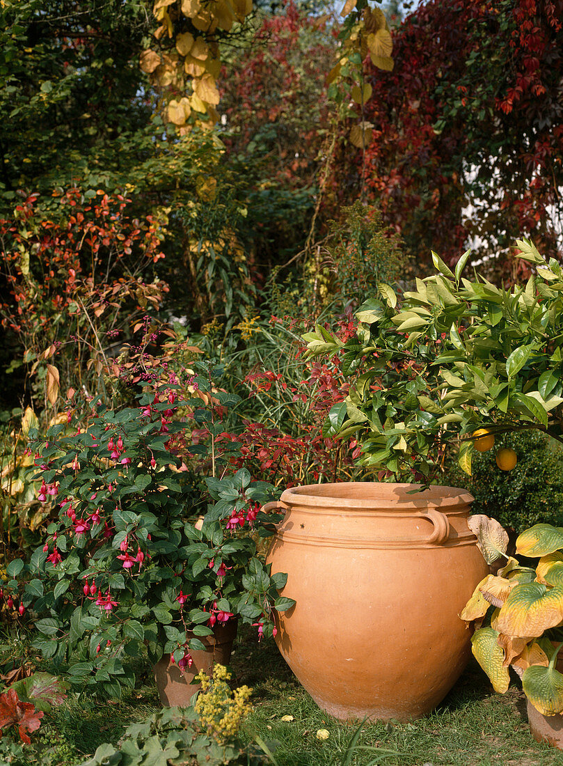 Fuchsia, amphora U.hahnfigur In autumnal