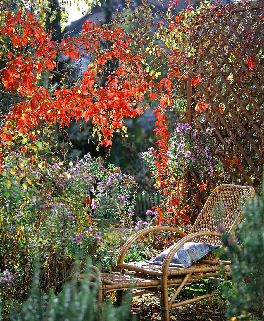 Autumn atmosphere with Parthenocissus