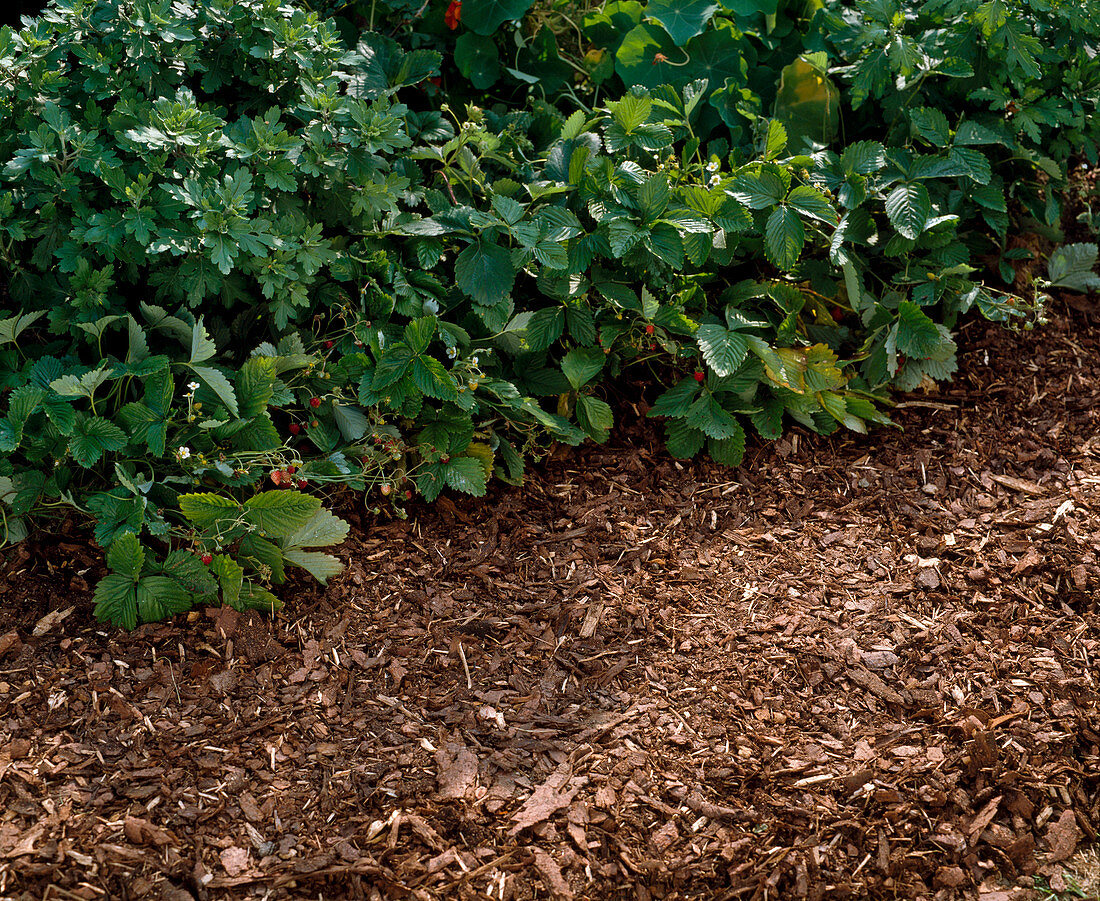 Path with bark mulch