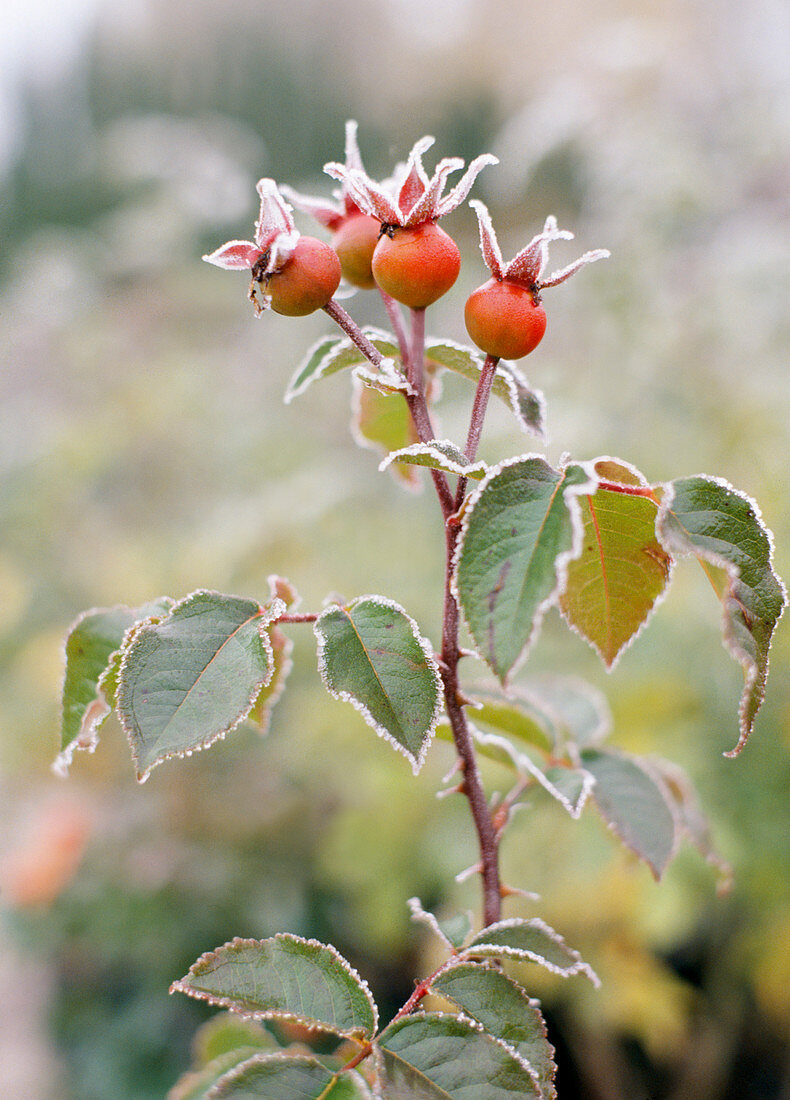 Rose 'Sleeping Beauty'