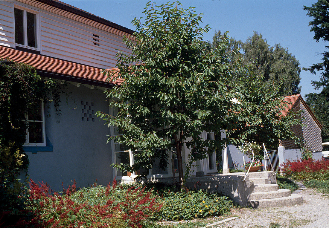 Two sweet cherries in front of house entrance